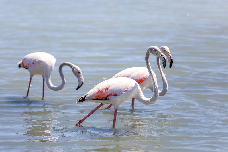 Familie auf Weltreise Zypern 7 Tage Tour Salzseen Larnaka Flamingo