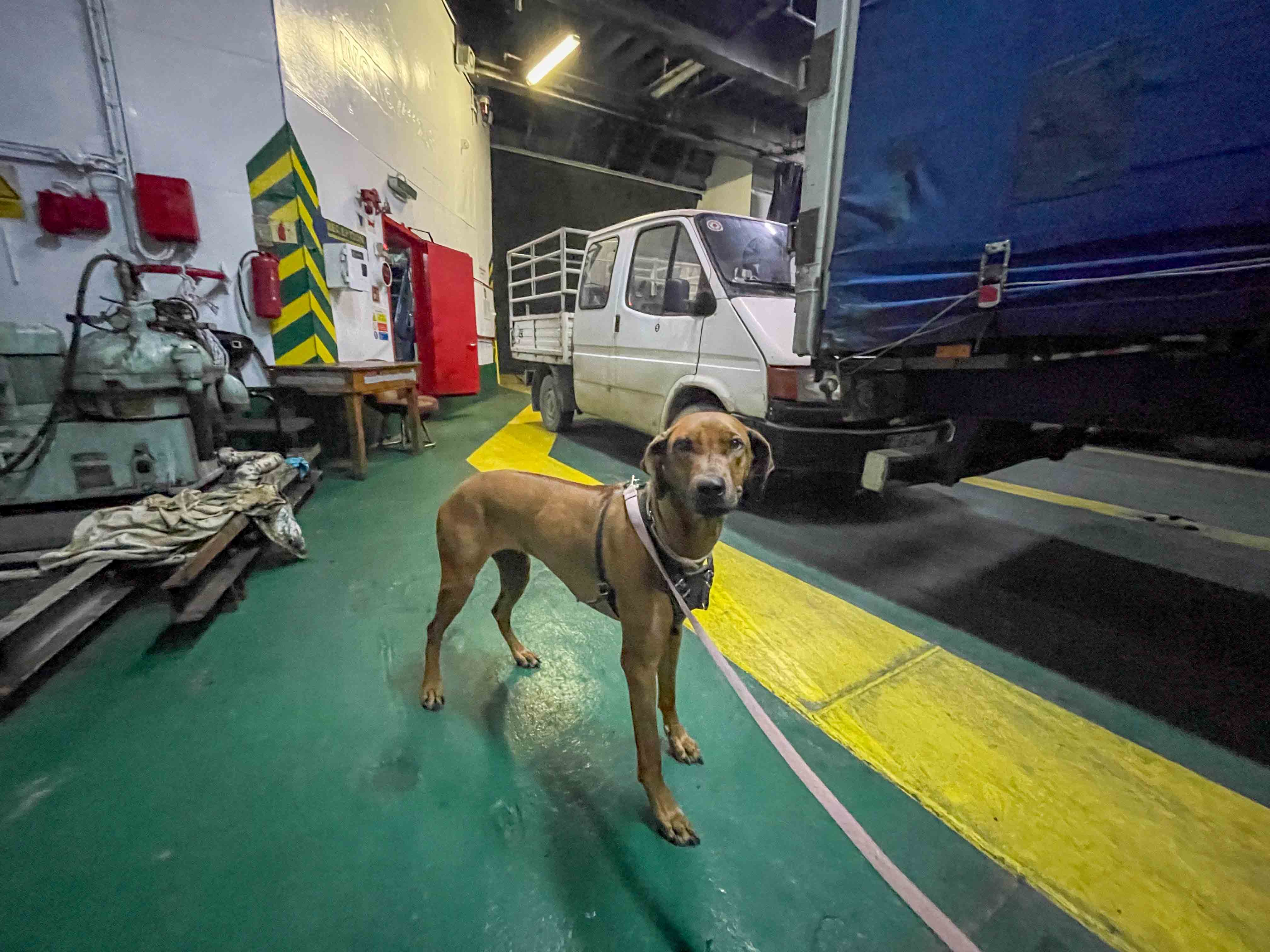 Familie auf Weltreise mit dem Hund von und nach Zypern Hund auf Fähre